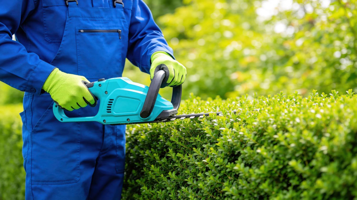 Person trimming a hedge with a blue electric trimmer in a garden