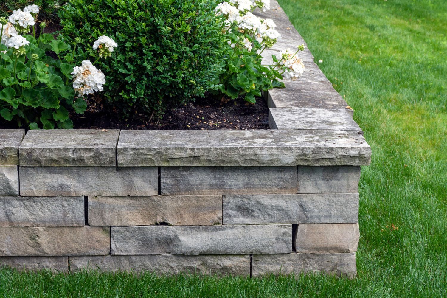 Stone garden planter with green shrubs and white flowers beside a grassy lawn