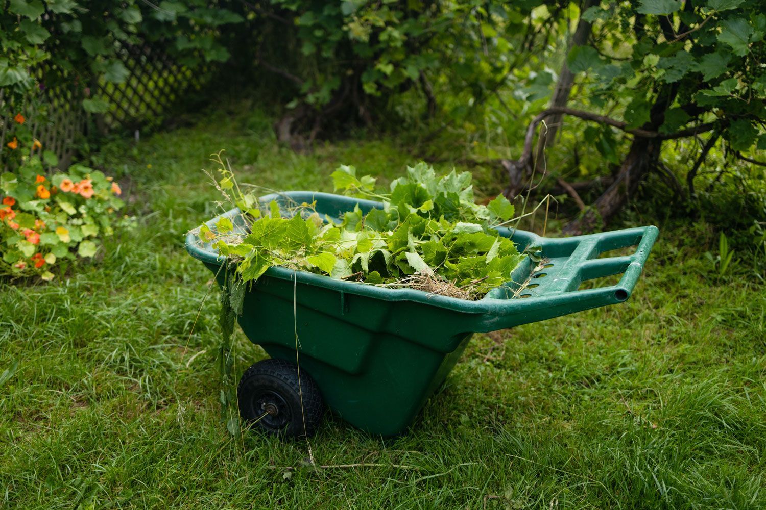 Green wheelbarrow full of leafy plants in a grassy garden