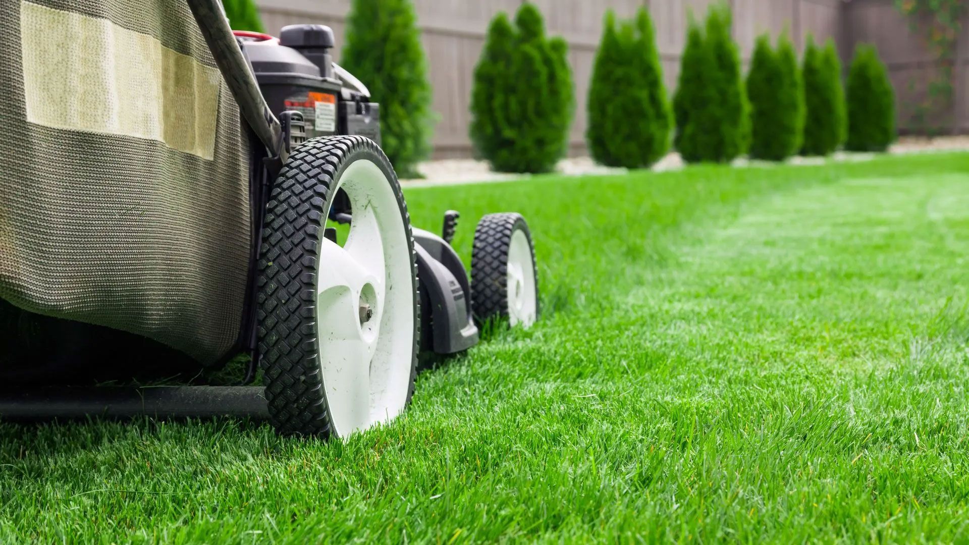 A lawn mower is cutting green grass in the backyard, mowing the lawn.