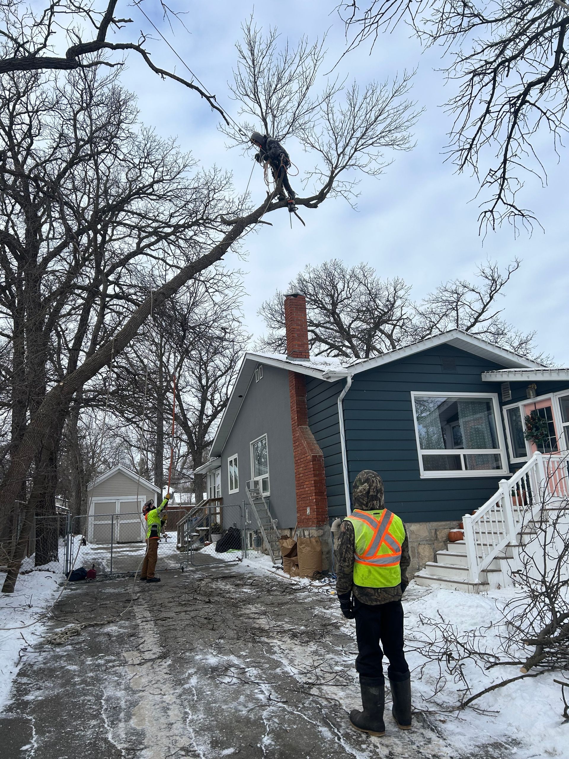 Arborists assessing and climbing a tree in the yard of a residential house in Winnipeg