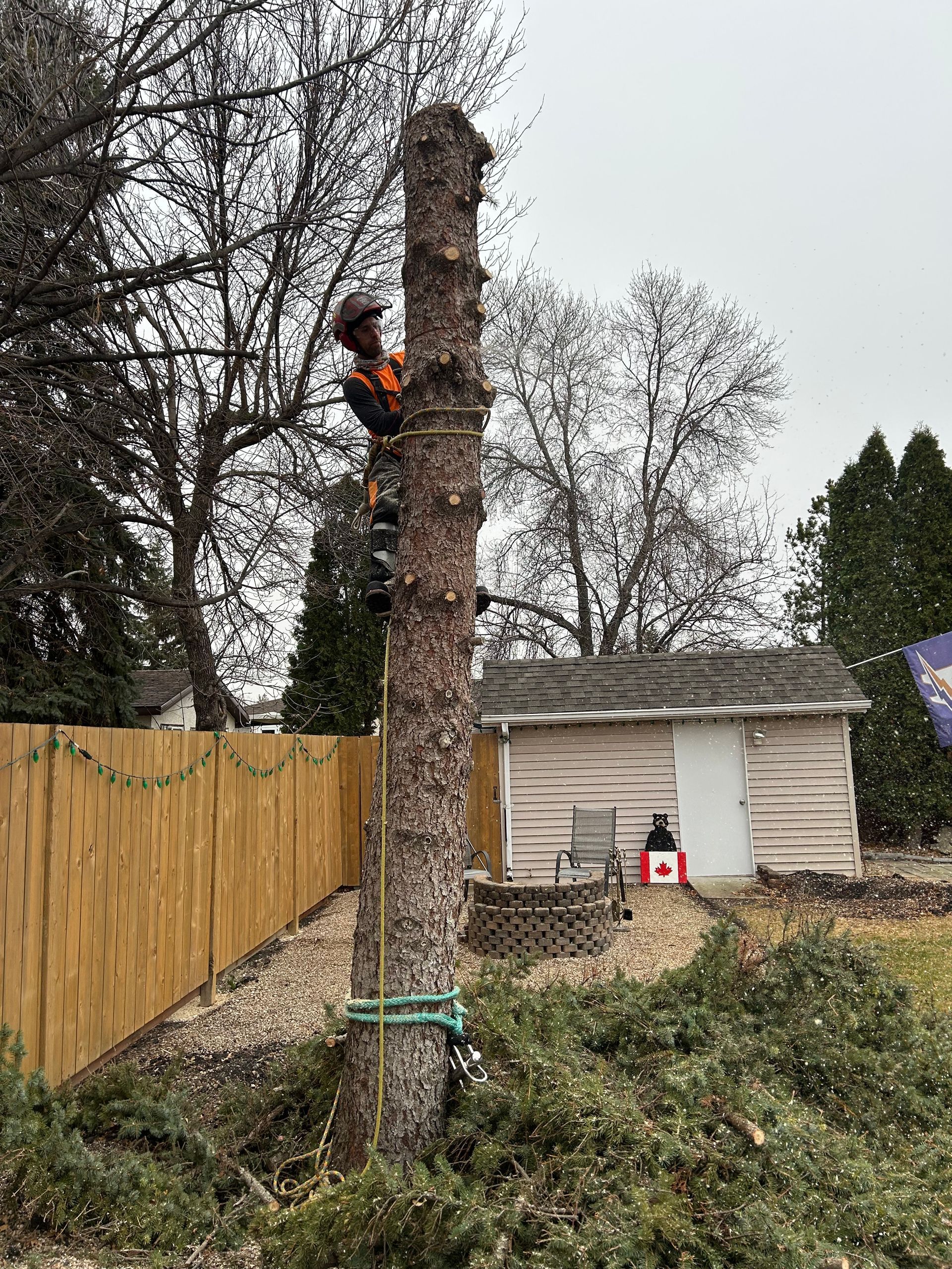 A worker cutting down a tree in Winnipeg
