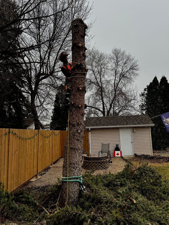 Arborist in Winnipeg trimming a residential tree.
