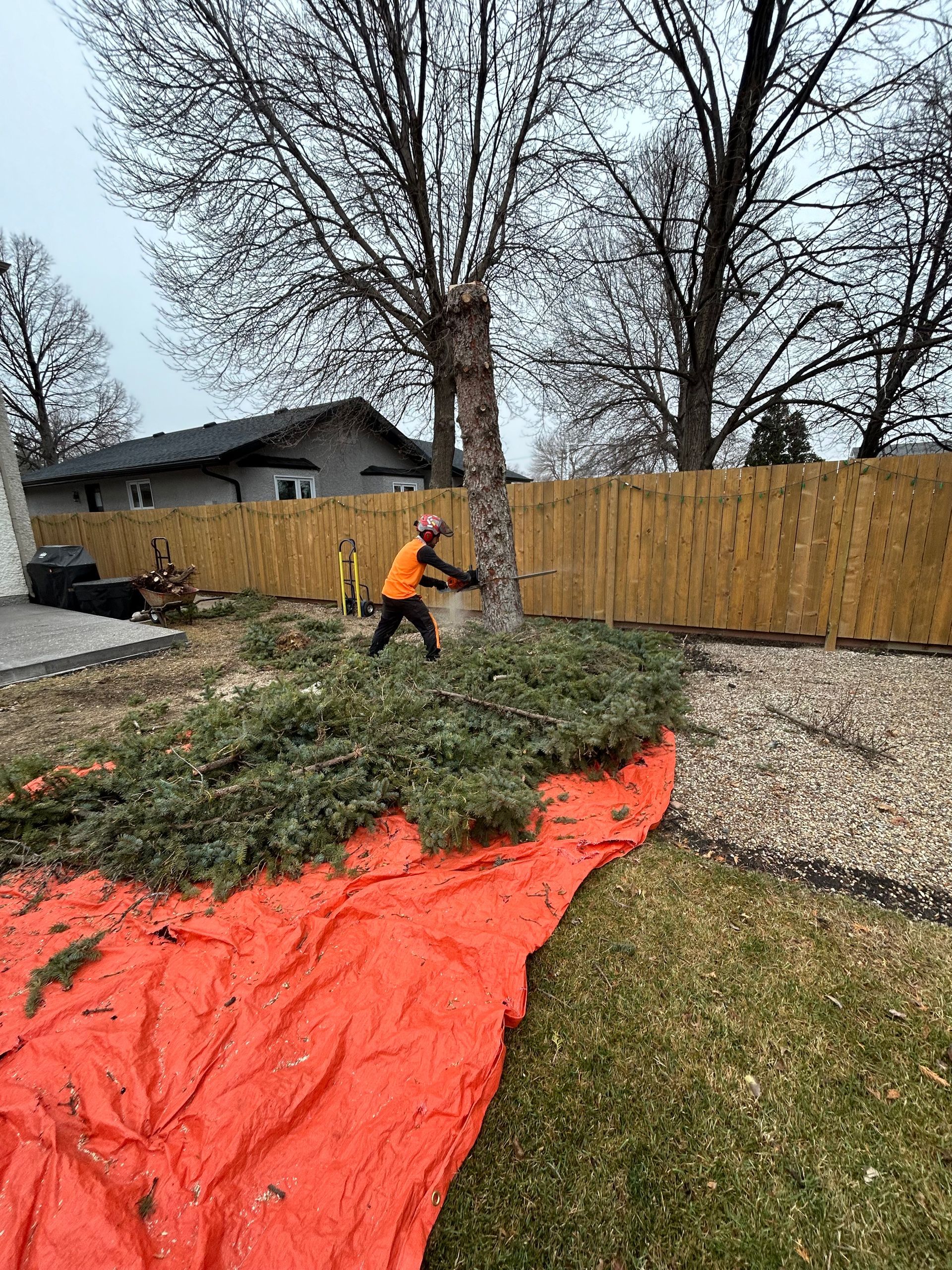 Tree contractor clearing a lot in Winnipeg