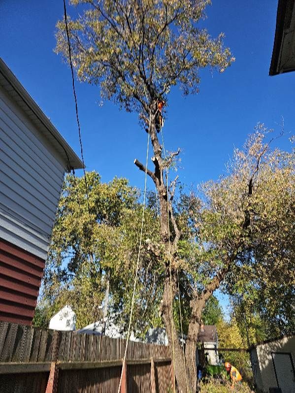 Professional arborist cutting branches from a tall residential tree in Winnipeg