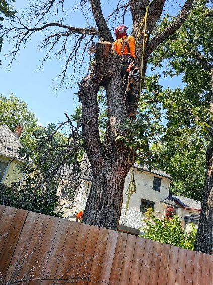 Professional arborist reducing a tree in Winnipeg