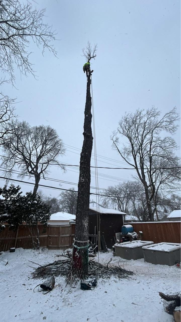 An arborist preparing to fell a tree with tools and cables