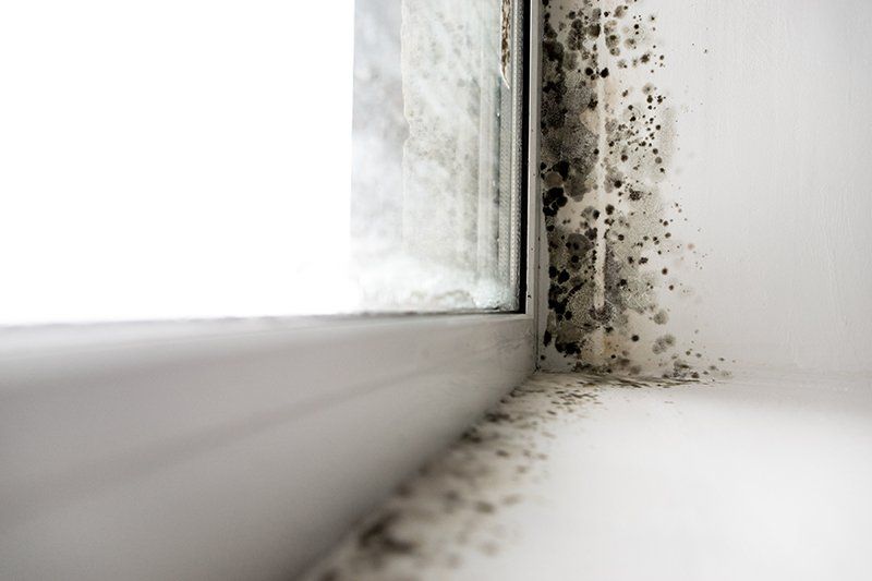 Molds On Window