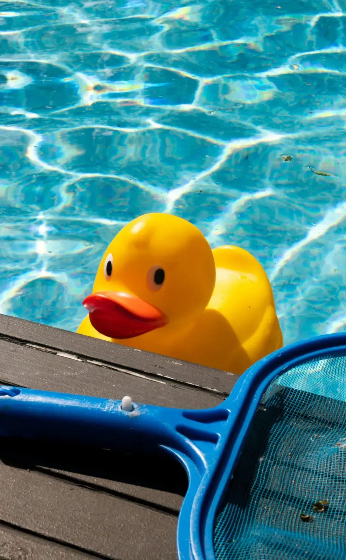 A yellow rubber duck floats in a sunny swimming pool next to a blue pool skimmer resting on the pool deck.