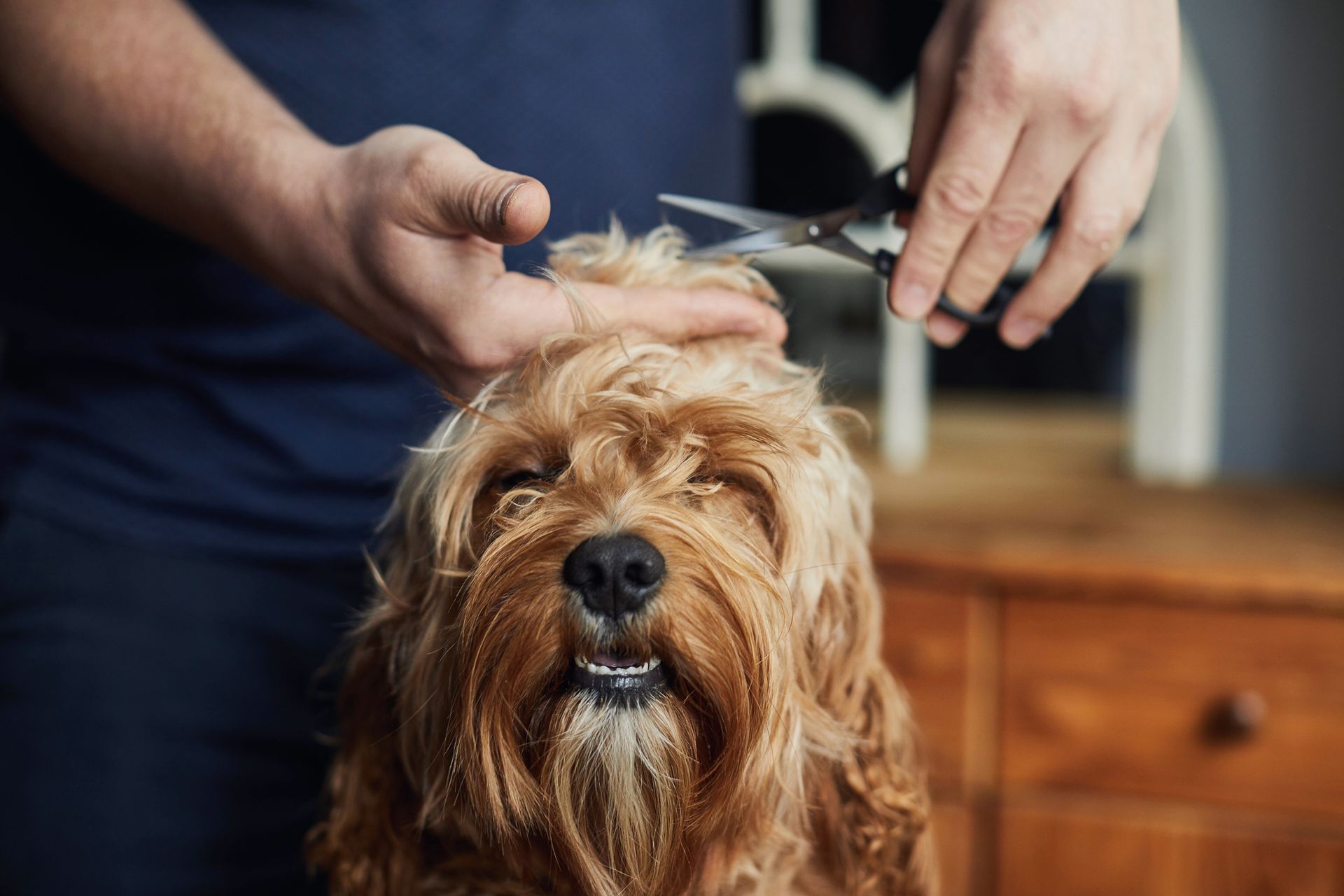A man is cutting a dog's hair with scissors.