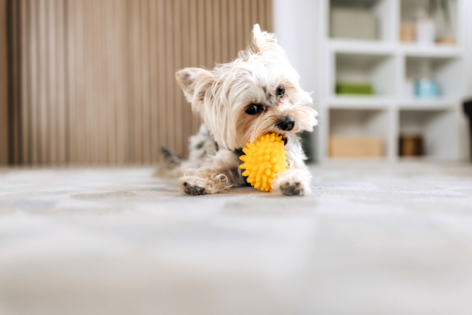 A small dog is chewing on a yellow toy on the floor.
