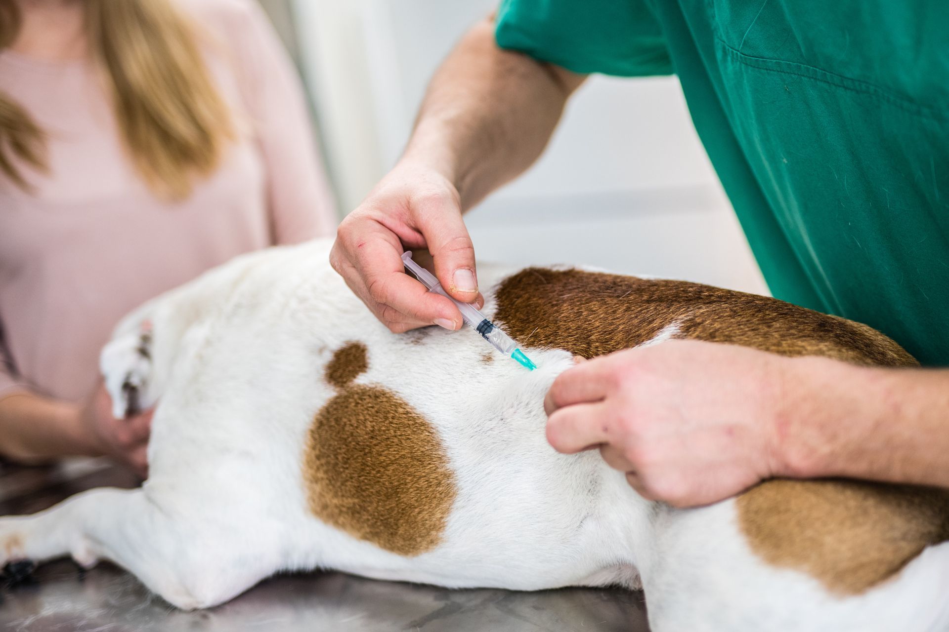 A veterinarian is giving a dog an injection.