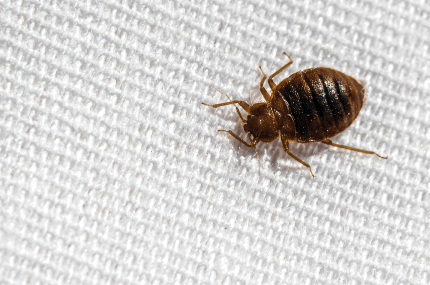 a woman is laying in bed with a spider on the floor