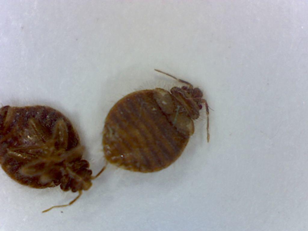 a close up of two bed bugs on a white surface