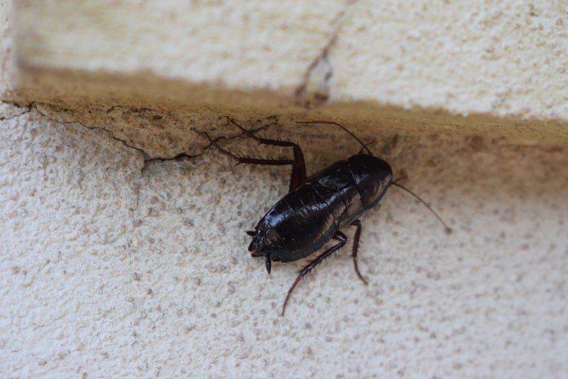 a cockroach is crawling on a white wall