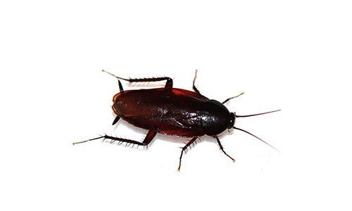 a cockroach is crawling on a white surface .