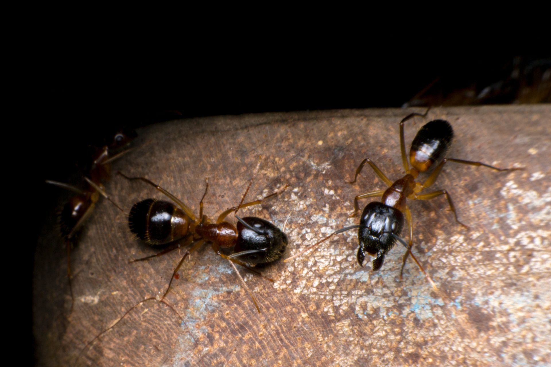 a group of black ants are standing on a metal surface .