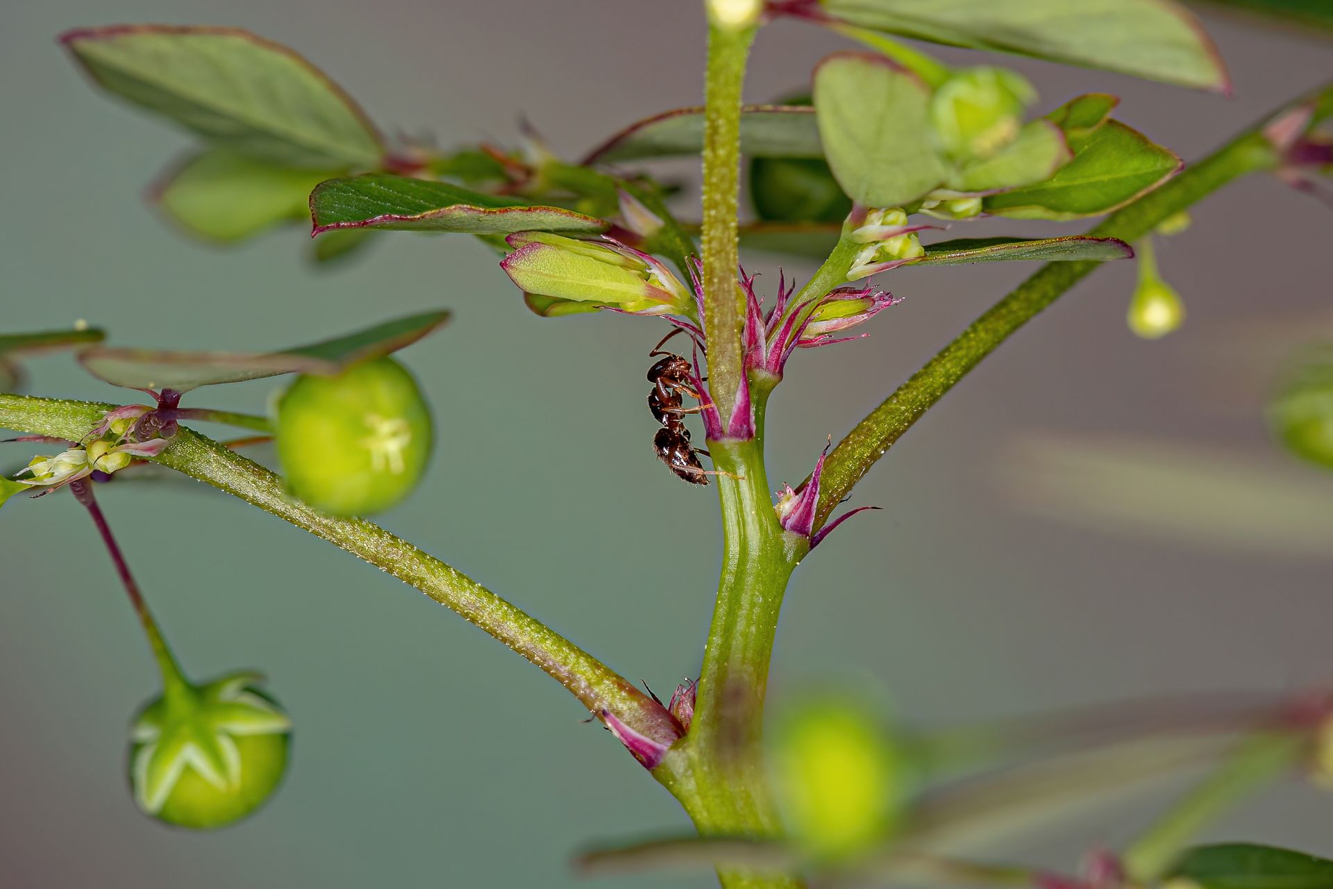 a black ant is sitting on the stem of a plant