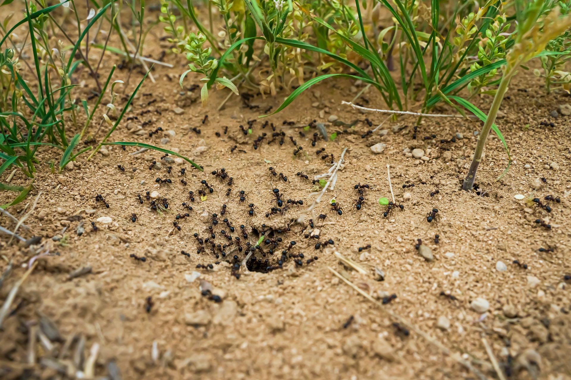a large group of ants are crawling on a rock .