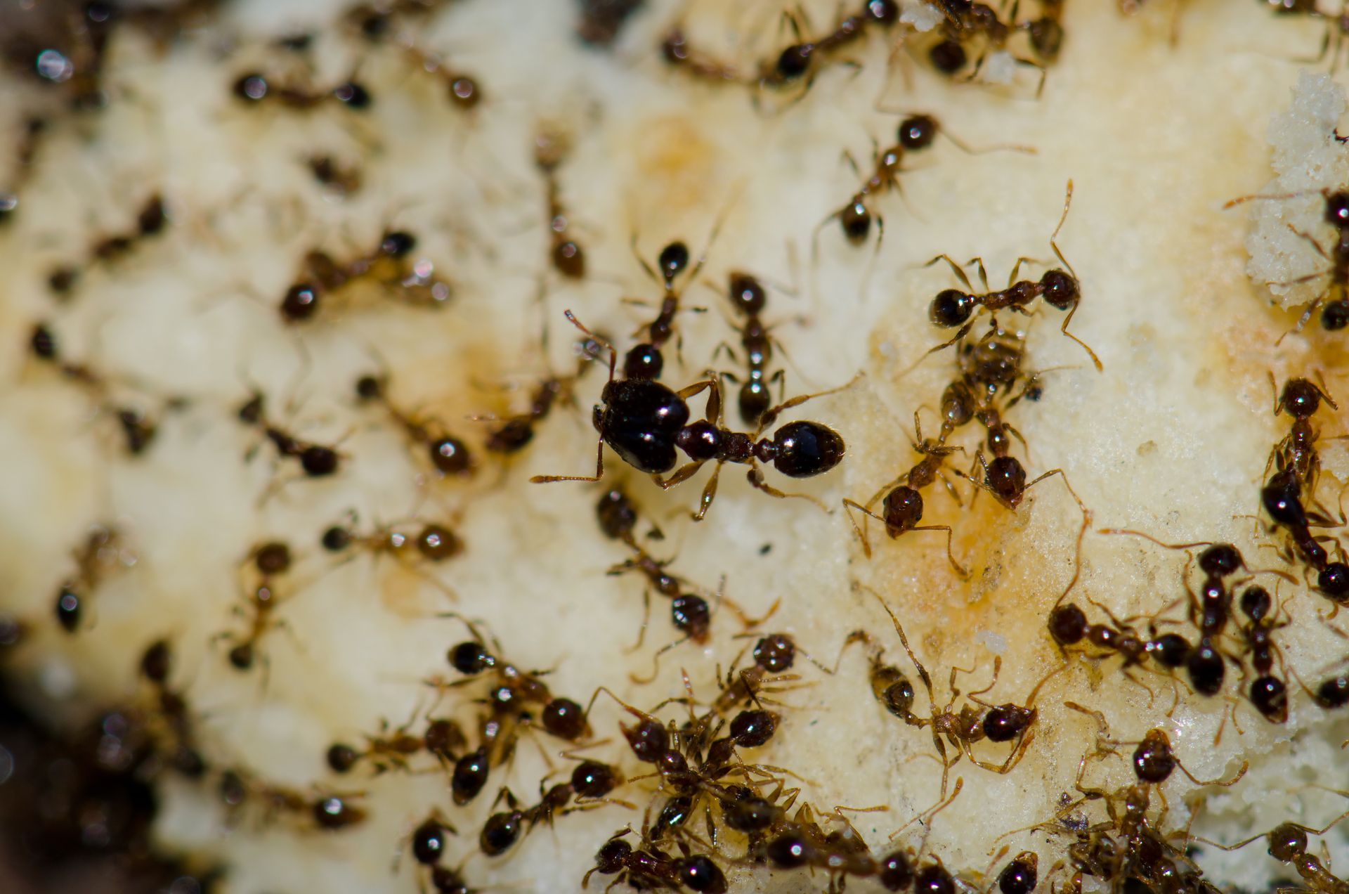 a close up of a group of ants on a piece of food
