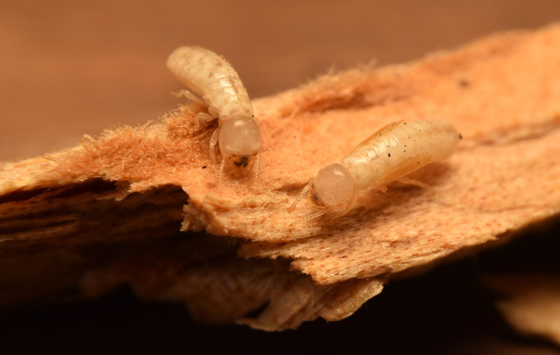 a group of termites are crawling on a piece of wood .