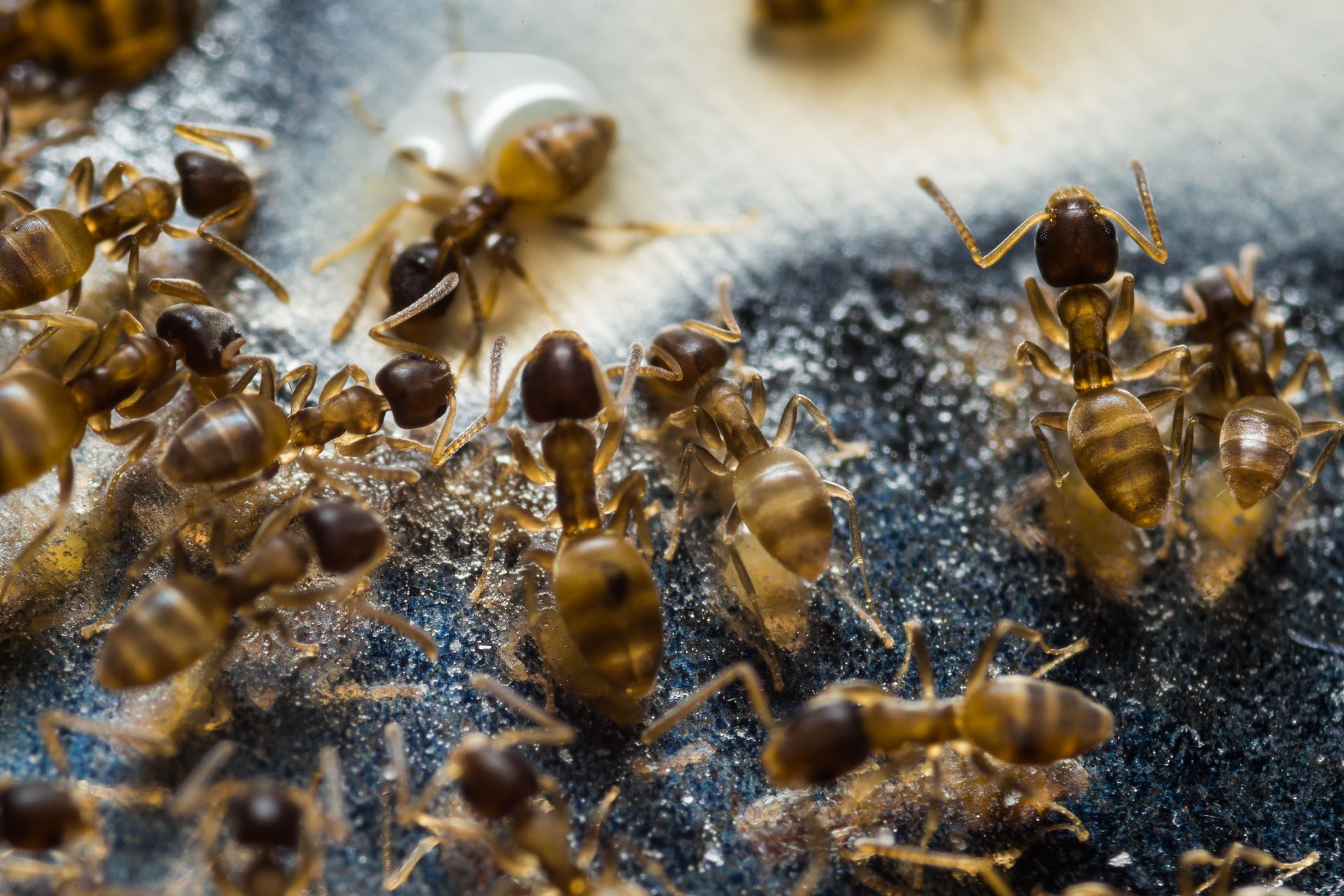 a close up of a group of ants on a surface