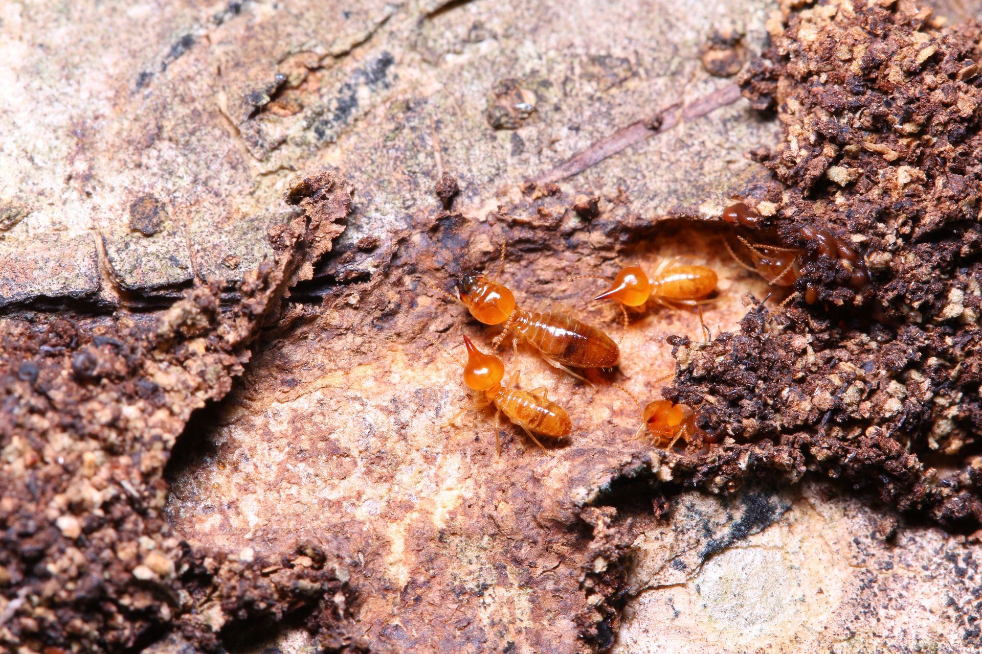 a group of termites are crawling on a rock .