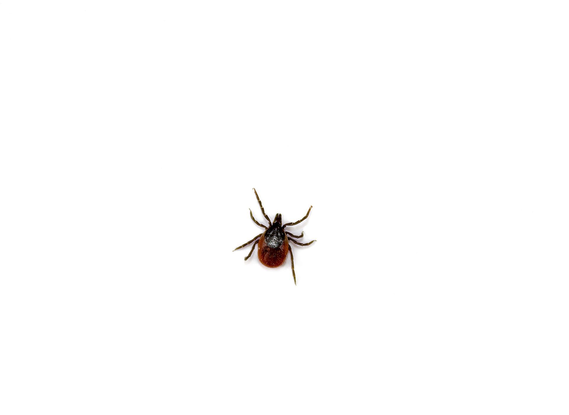 a close up of a tick on a white background .
