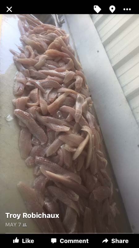 A picture of a bunch of fish is being shared on facebook