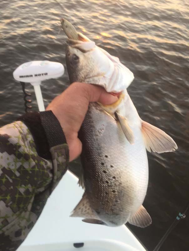 A person is holding a fish in their hand on a boat