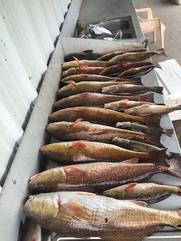 A bunch of fish are sitting on top of each other on a table.
