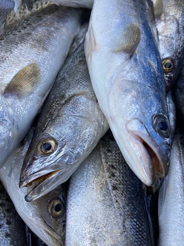 A close up of a pile of fish with their mouths open.