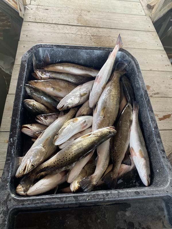 A tray filled with fish is sitting on a wooden dock.