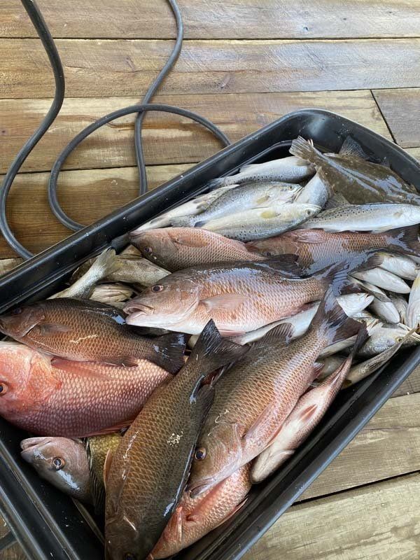 A tray filled with fish is sitting on a wooden table.