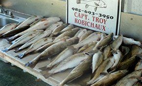 A bunch of fish on a table with a sign that says capt troy robichaux