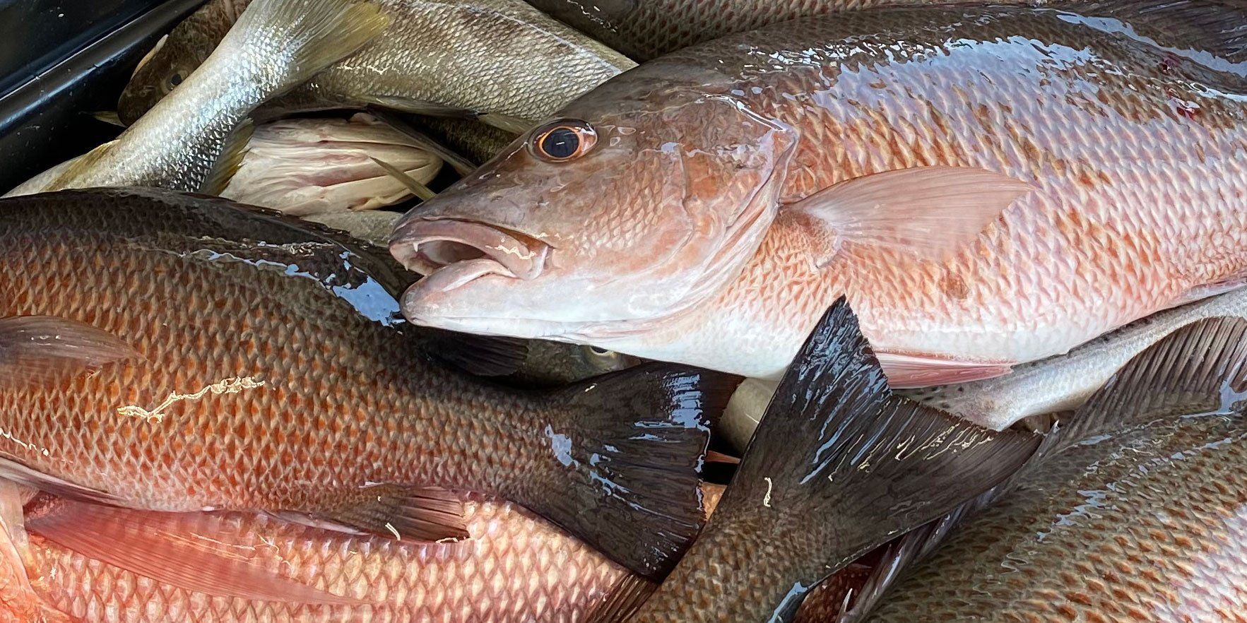 A bunch of fish are sitting on top of each other on a table.