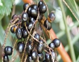 SAW PALMETTO