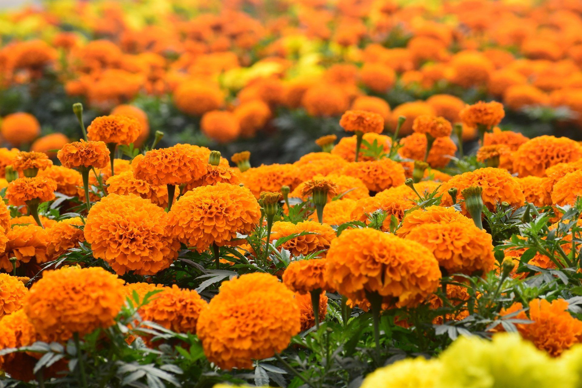 MARIGOLD