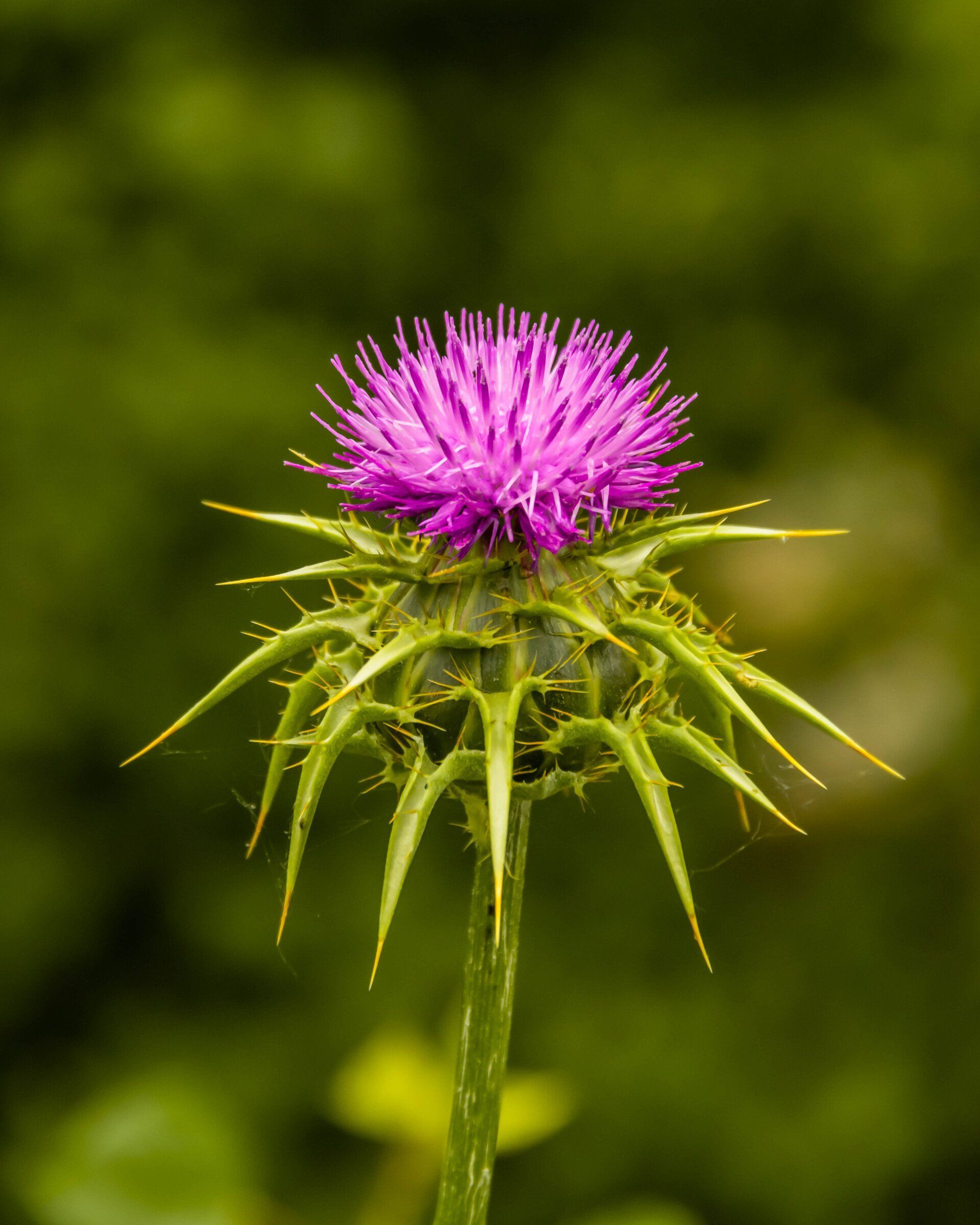 MILK THISTLE