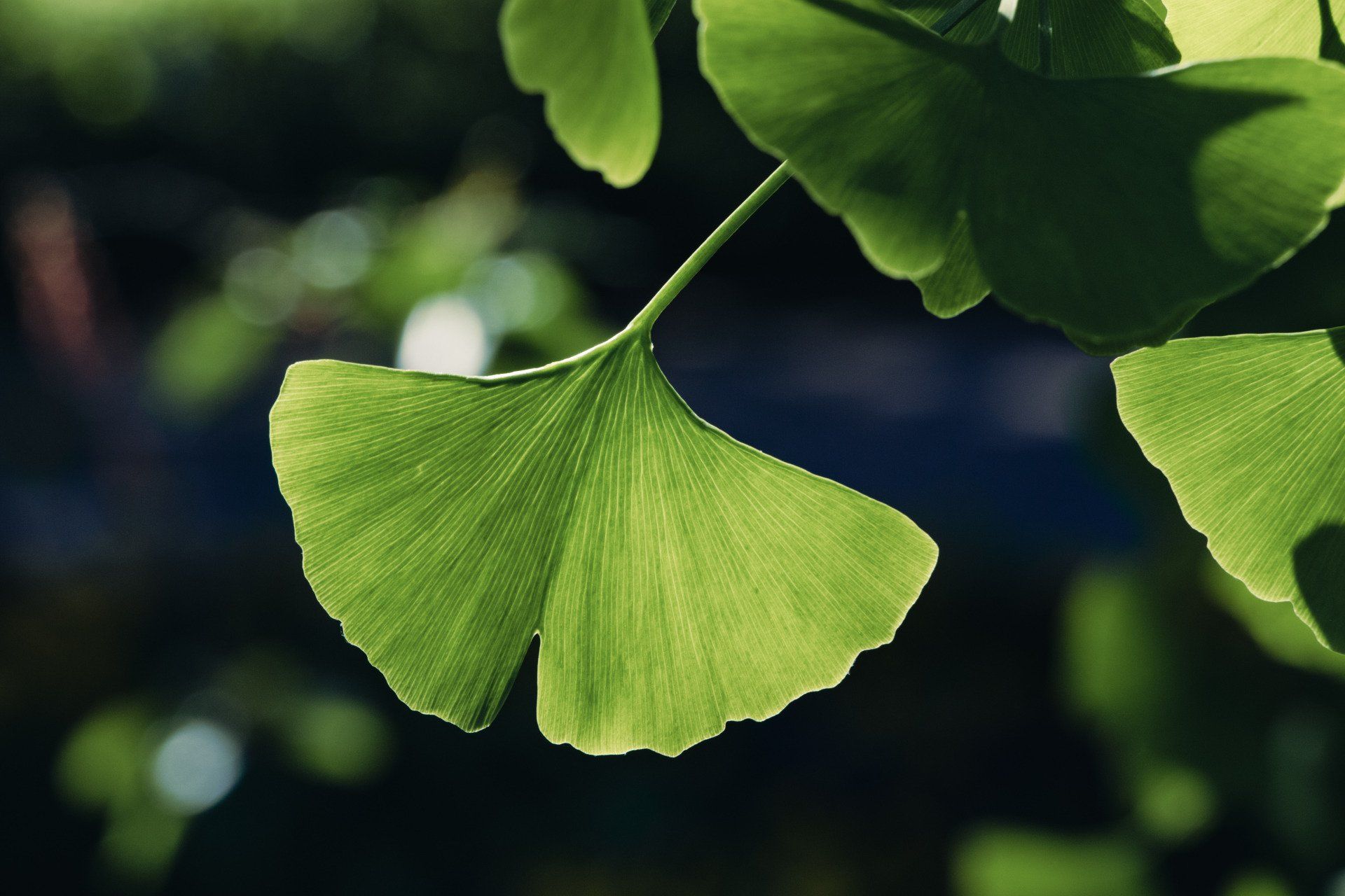 GINKGO BILOBA