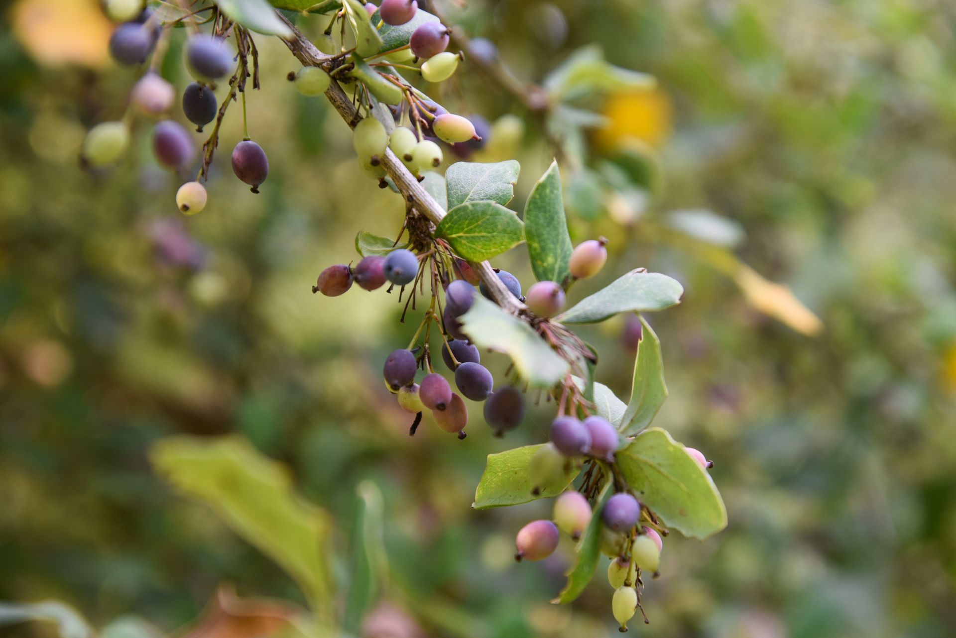 BERBERIS ARISTATA EXTRACT