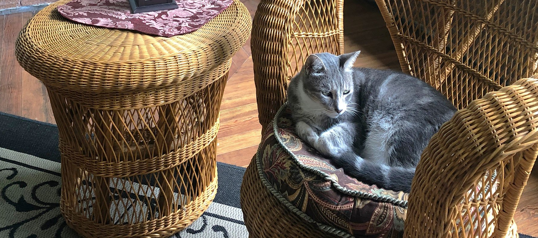 Kizmet the cat