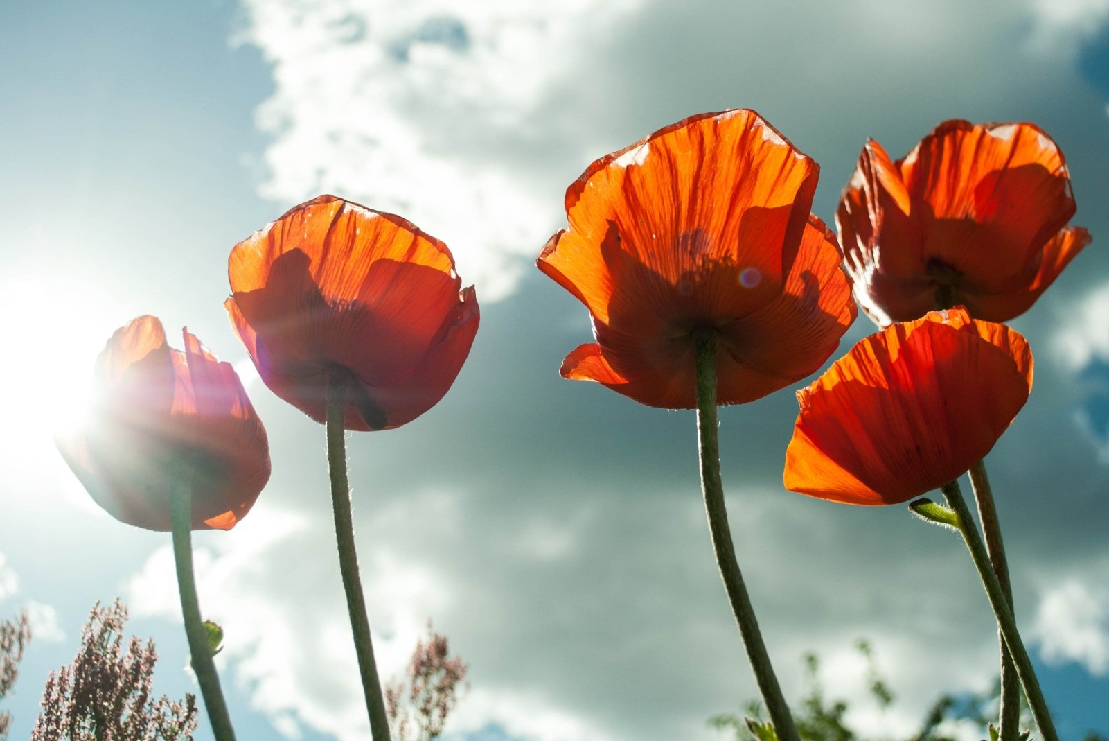 Poppies