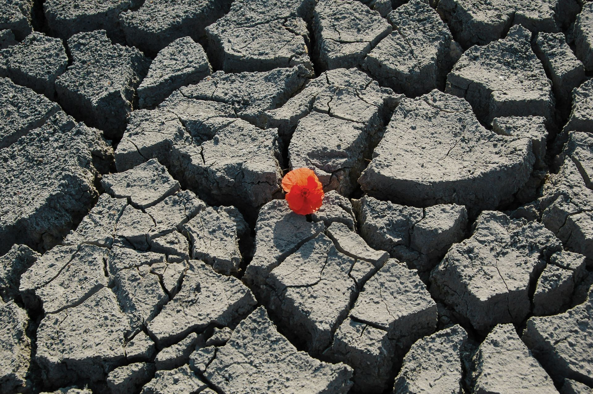 Droge gebarsten grond waar een klein rood bloemetje groeit