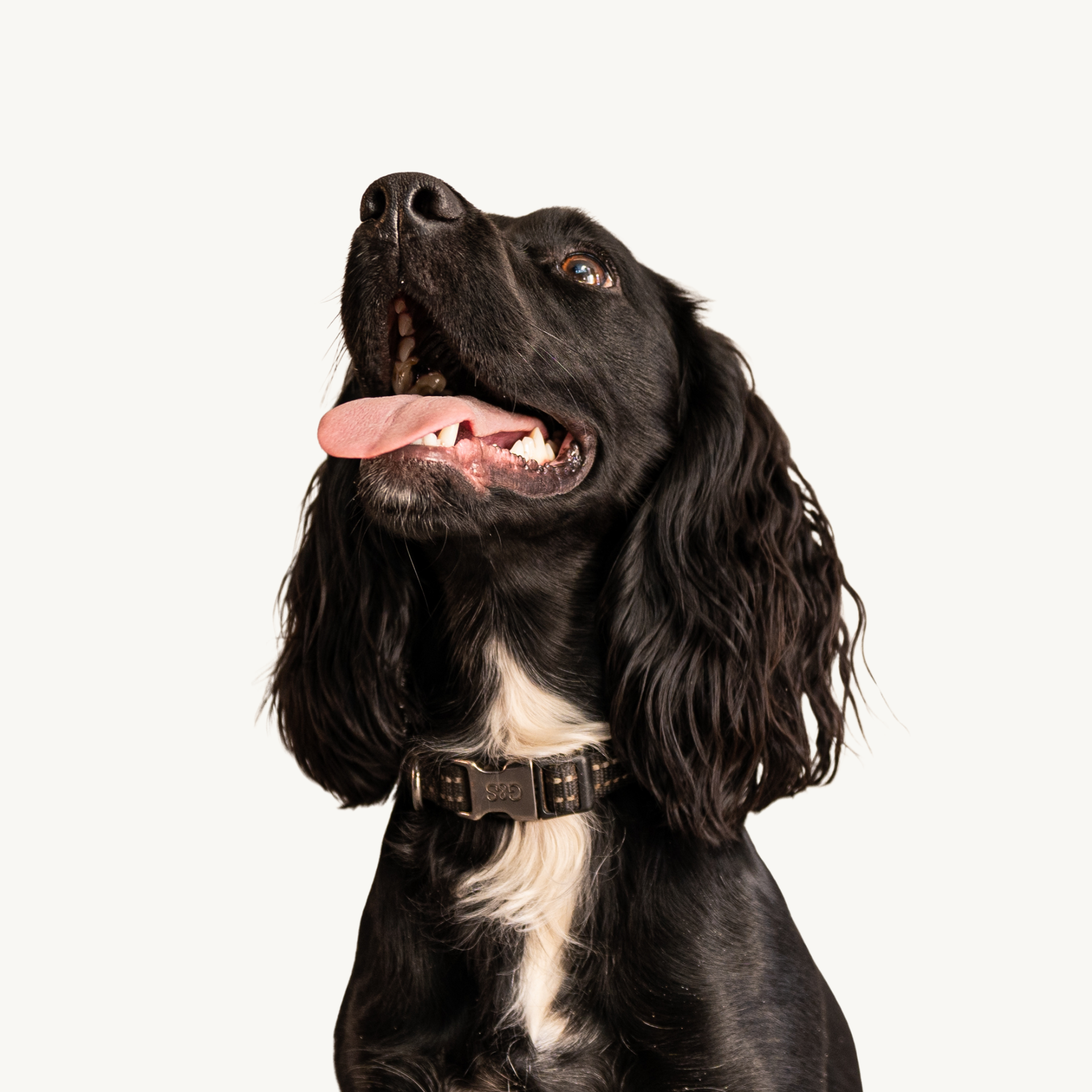 A black spaniel dog with a white patch on its chest and a collar, looking upward with its tongue hanging out.