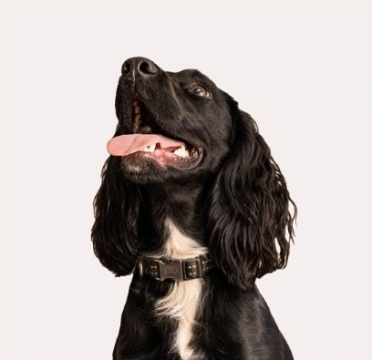 A black spaniel with a white chest patch and a black collar looks upward with its tongue hanging out against a plain background.