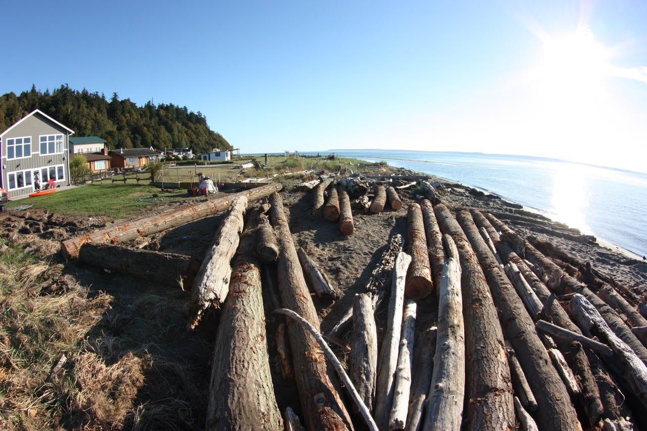 Sunlit driftwood-covered beach beside houses and trees, with ocean and bright sky