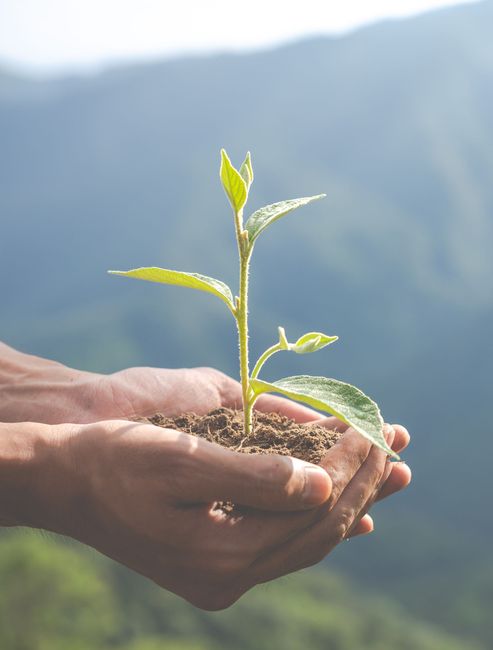 Une personne tient une petite plante dans ses mains.