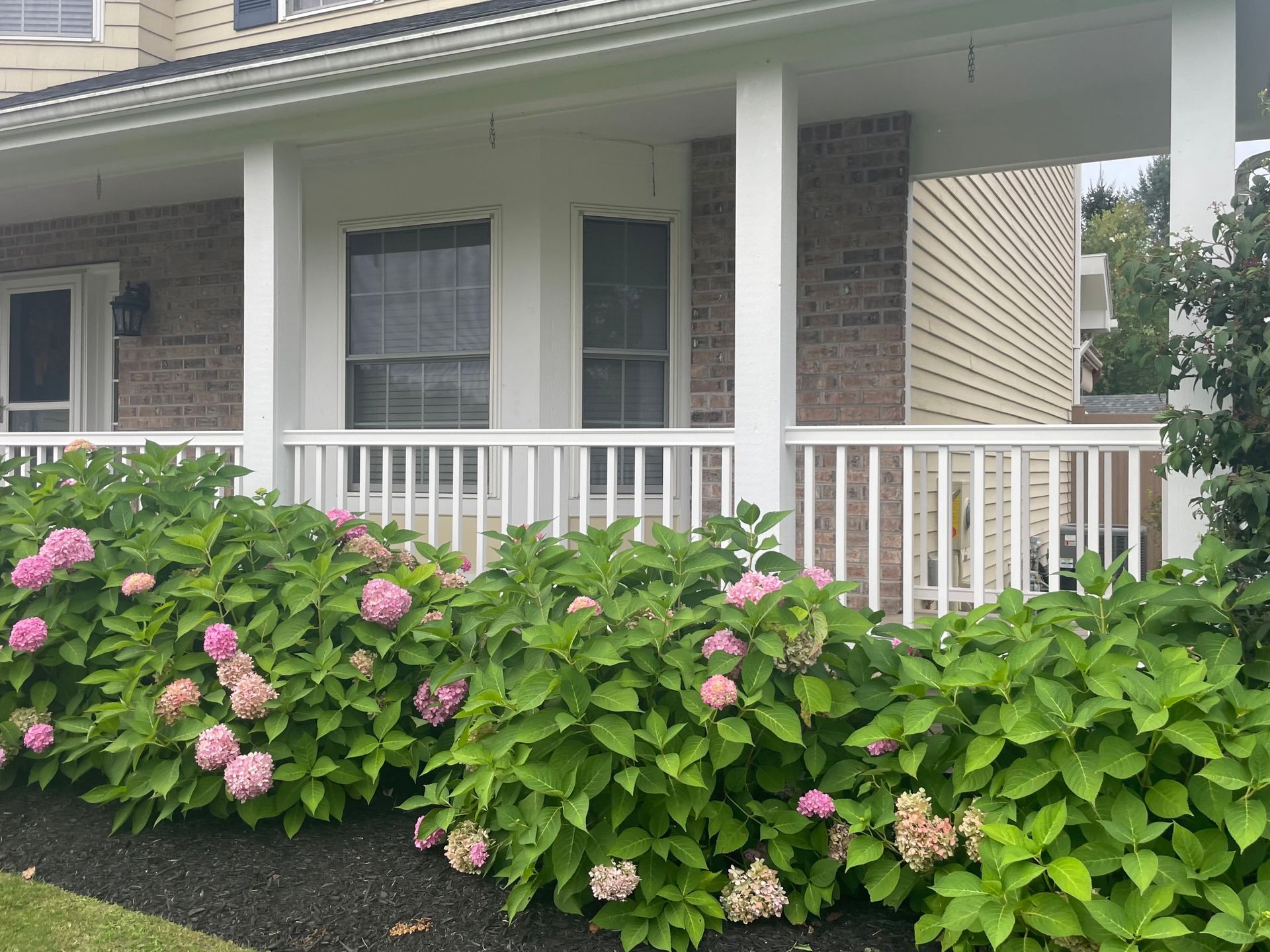 Pink hydrangeas in bloom in front of a white porch with a brick exterior.