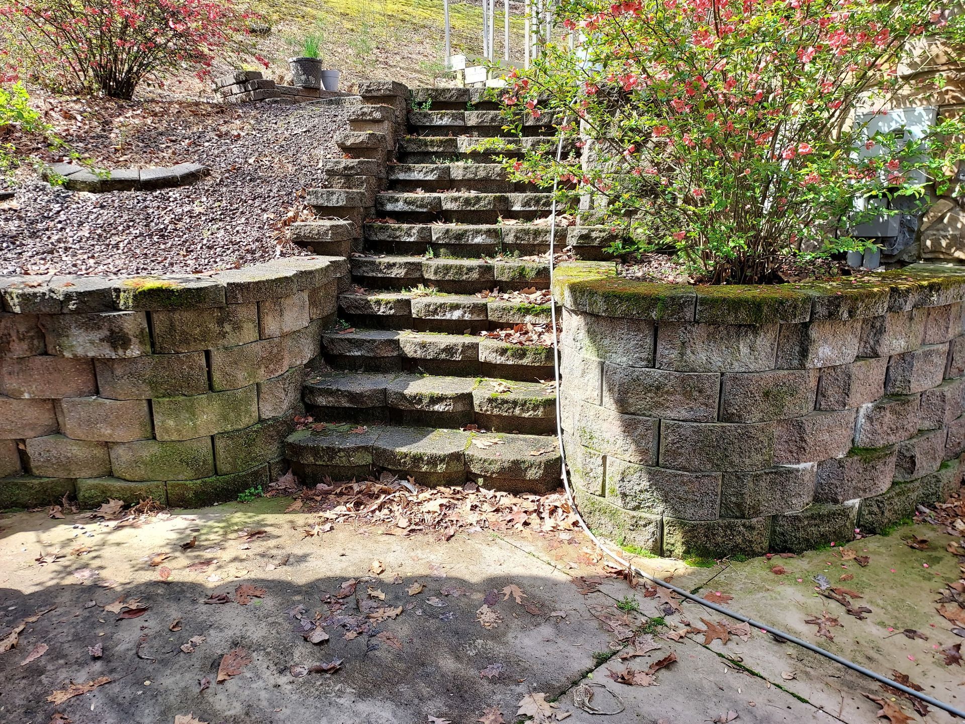 Stone steps between curved retaining walls lead up a garden path with pink flowering shrubs.